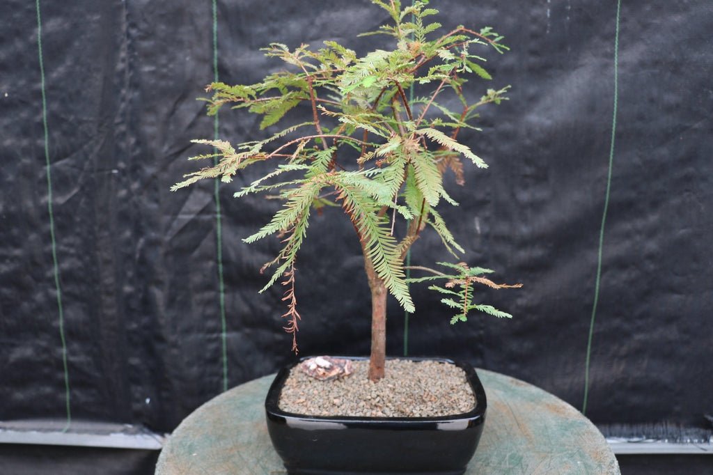 Bald Cypress Bonsai Tree