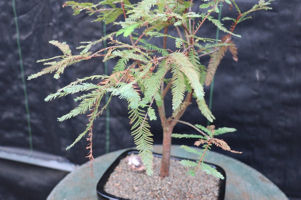 Bald Cypress Bonsai Tree