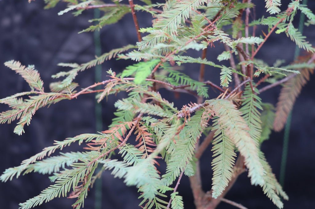 Bald Cypress Bonsai Tree