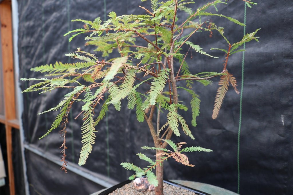 Bald Cypress Bonsai Tree