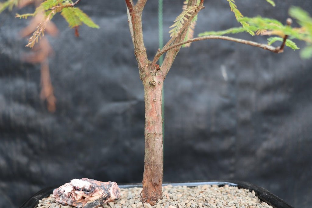 Bald Cypress Bonsai Tree