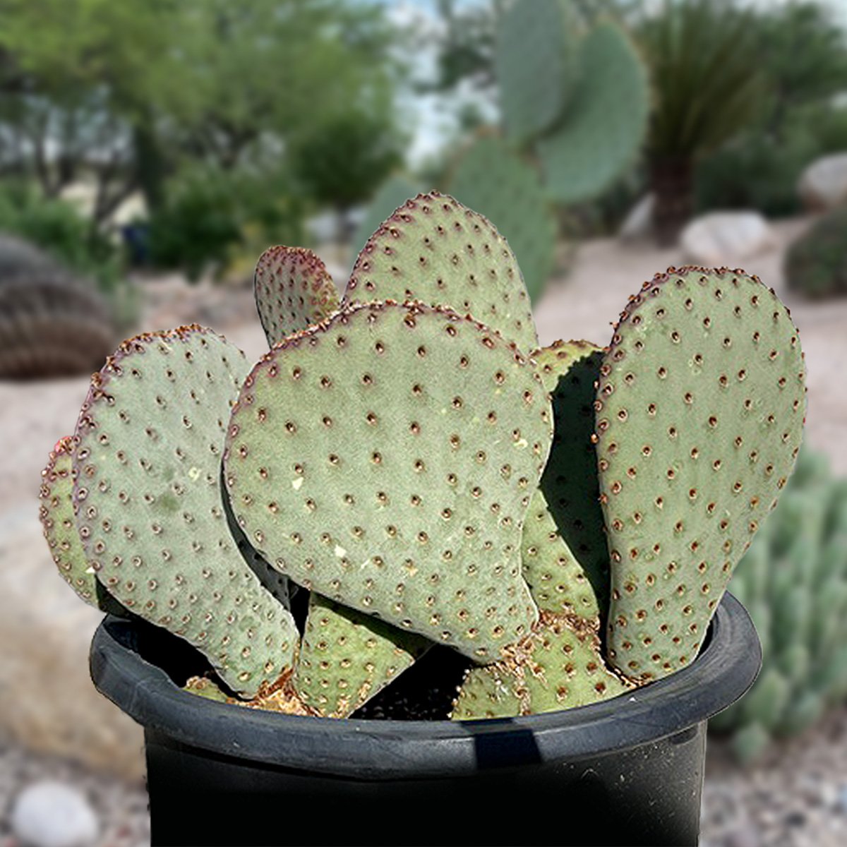 Beavertail Prickly Pear