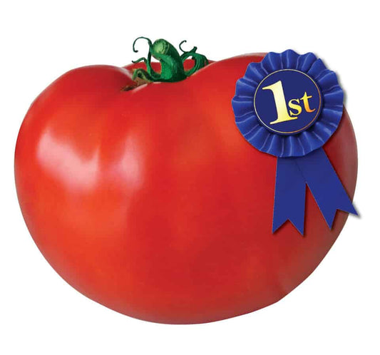 Original Blue Ribbon Hybrid Tomato Seeds