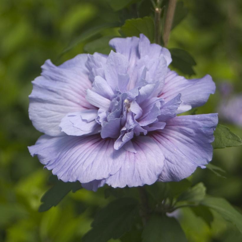 Blue Chiffon® Rose of Sharon