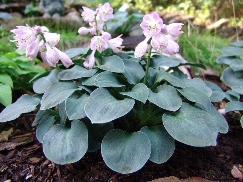 Hosta 'Blue Mouse Ears'