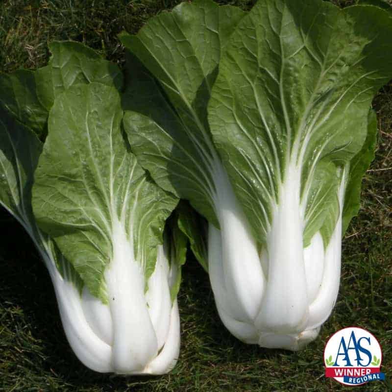 Bok Choi