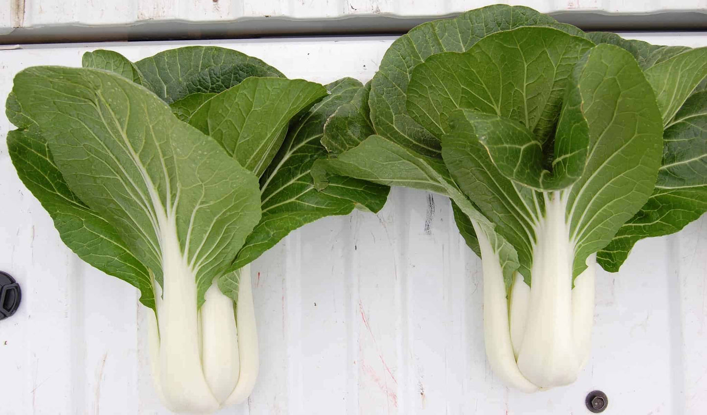 BoPak Bok Choi Hybrid Seeds