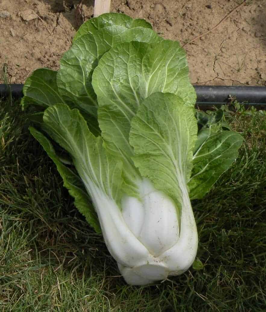 BoPak Bok Choi Hybrid Seeds