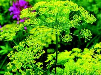 Dill Seeds, Bouquet