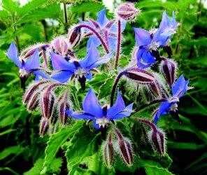 Borage 