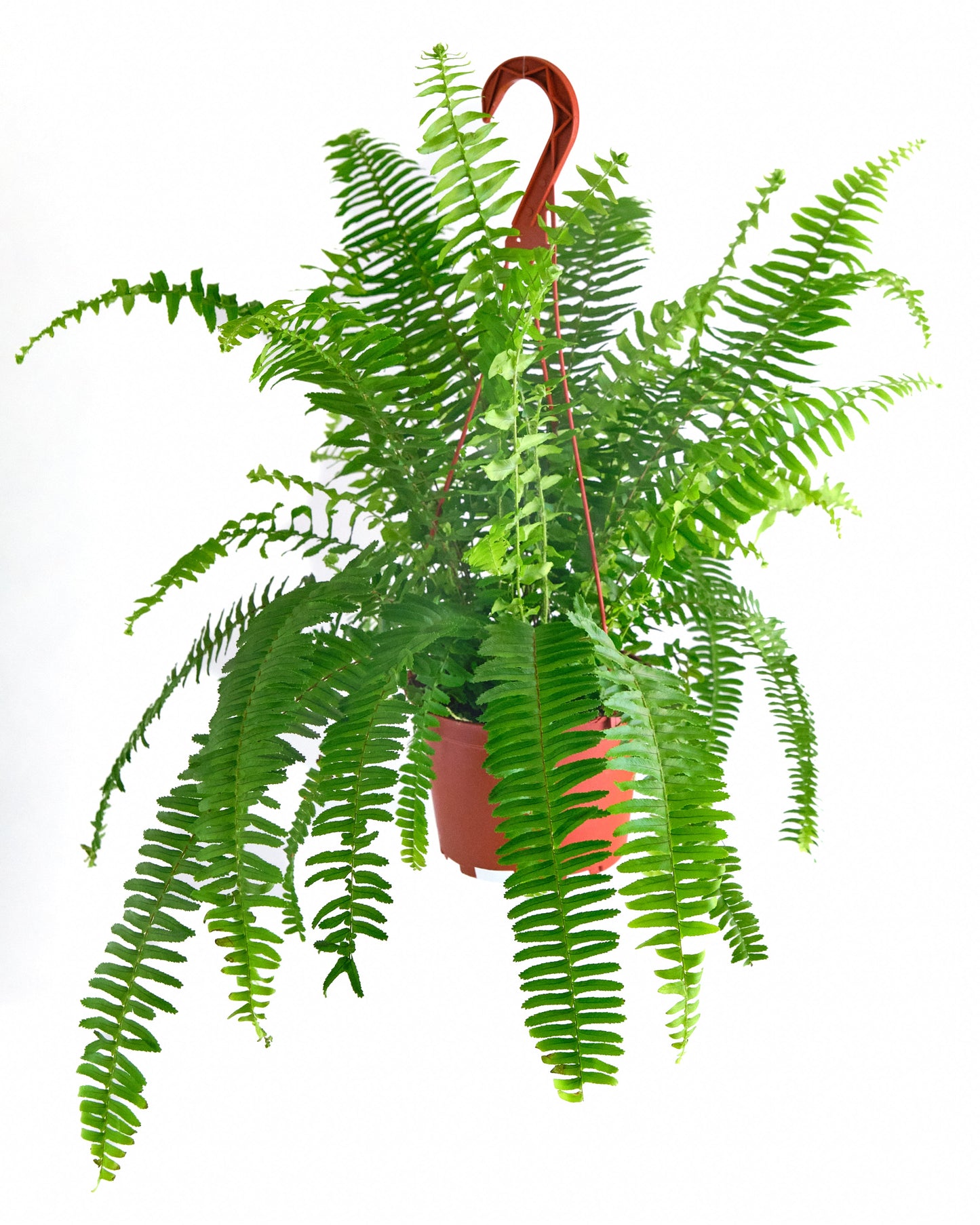 Kimberly Queen Fern