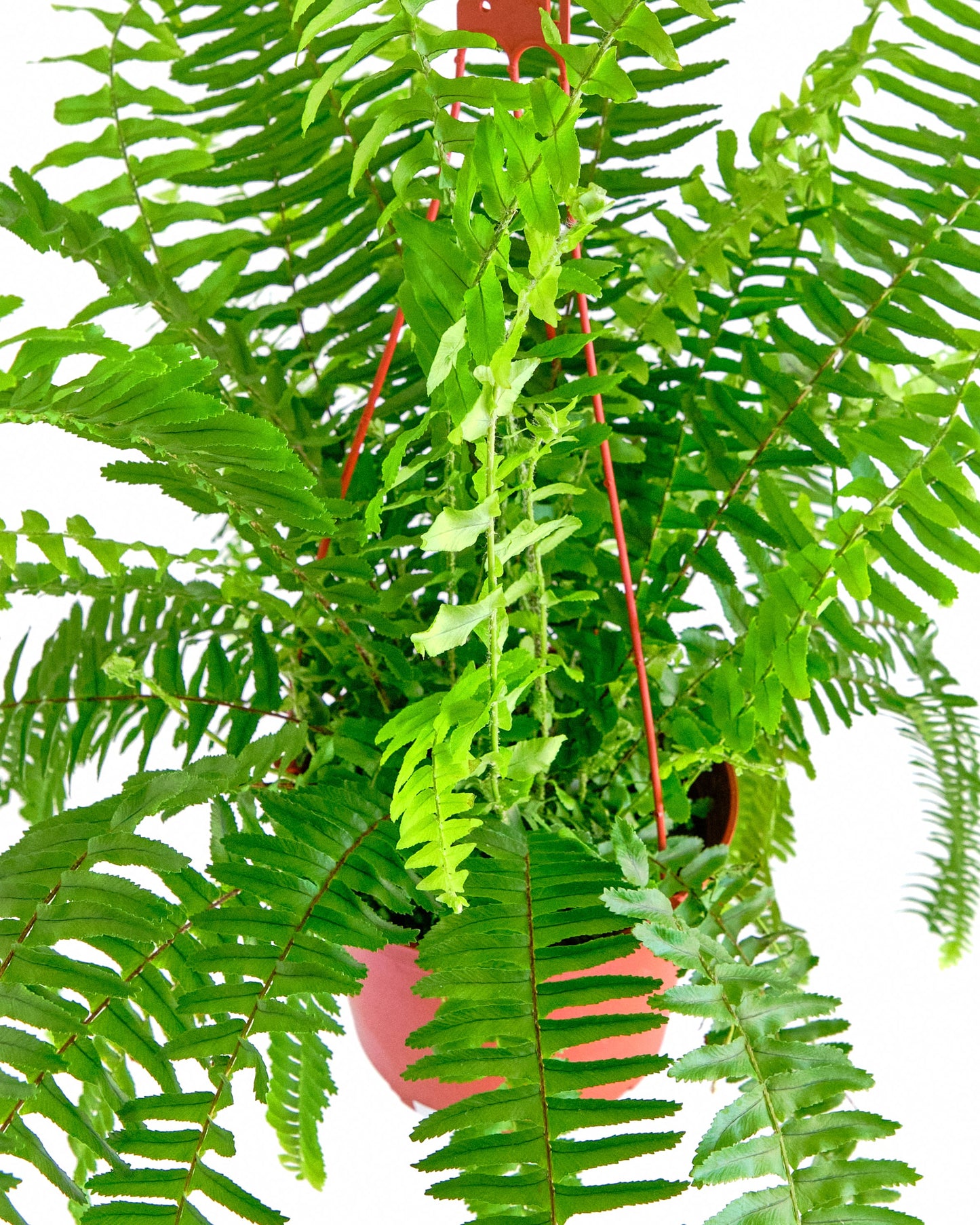 Kimberly Queen Fern