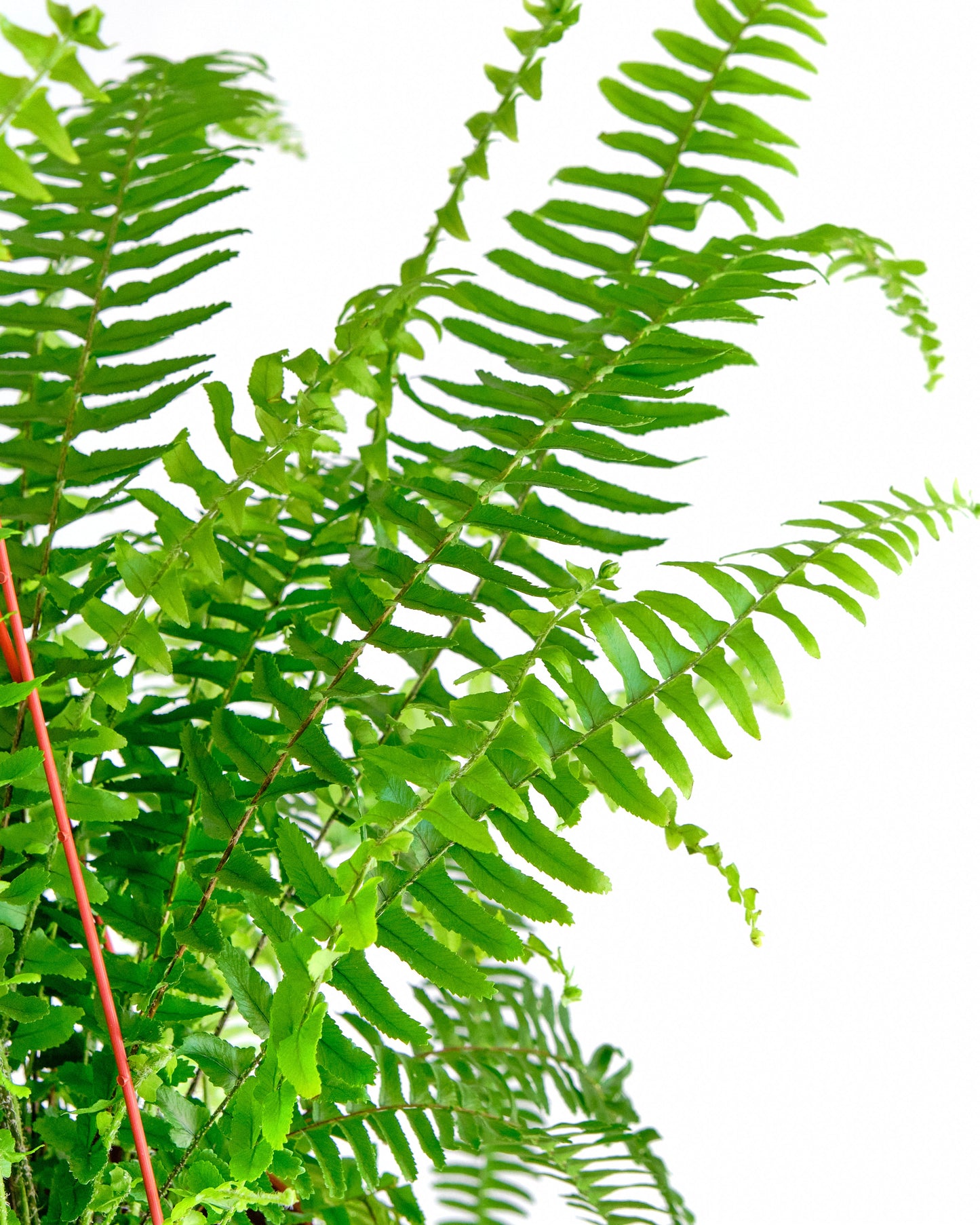 Kimberly Queen Fern