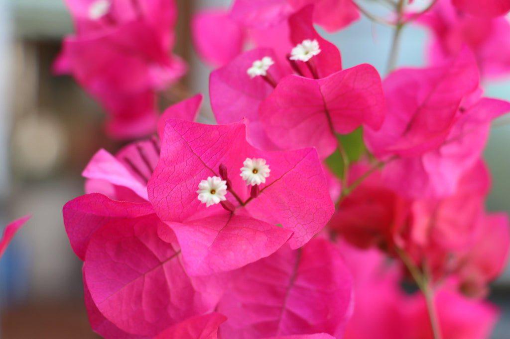 Bougainvillea Bonsai Tree