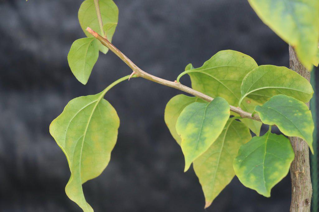 Bougainvillea Bonsai Tree