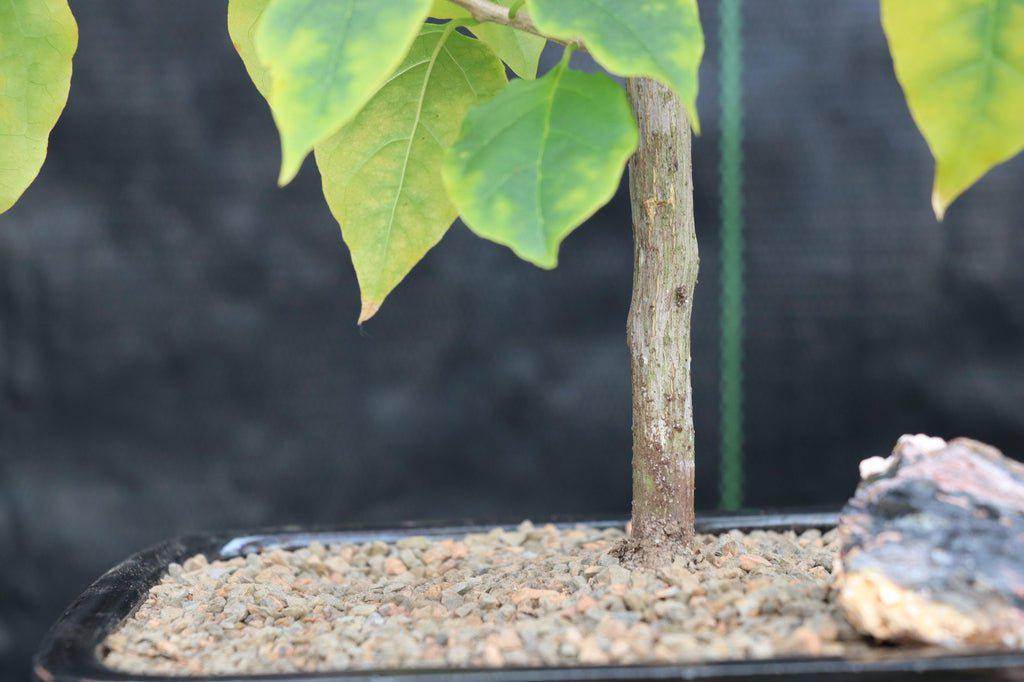 Bougainvillea Bonsai Tree