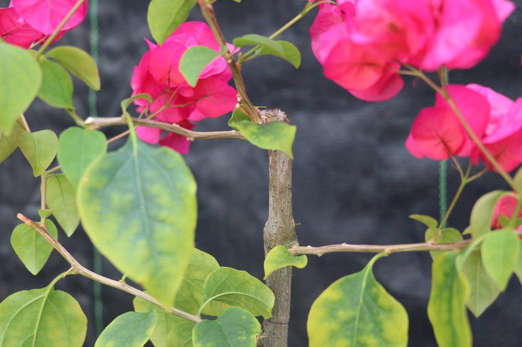 Bougainvillea Bonsai Tree