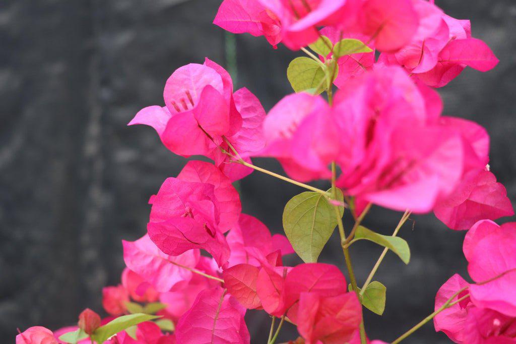 Bougainvillea Bonsai Tree