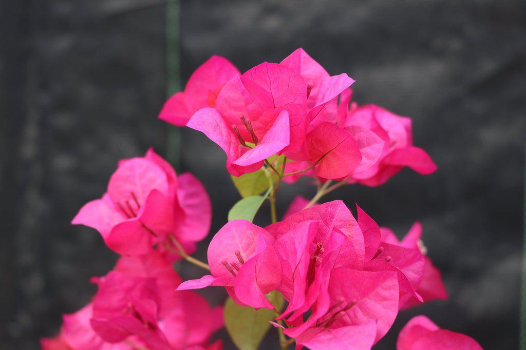 Bougainvillea Bonsai Tree