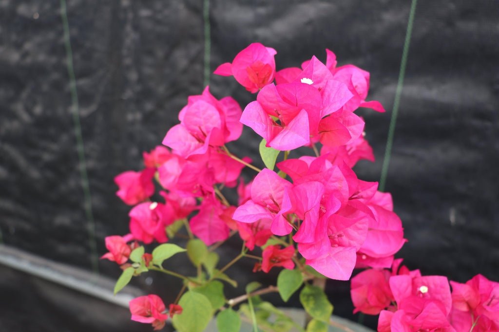 Bougainvillea Bonsai Tree