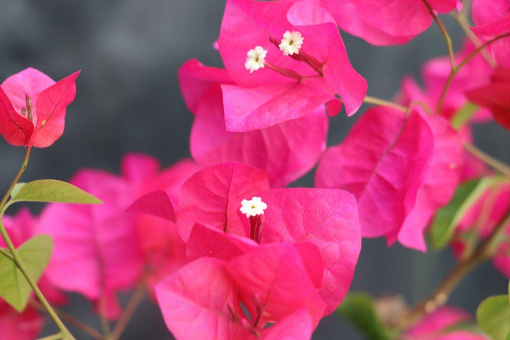 Bougainvillea Bonsai Tree