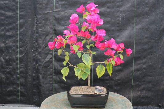 Bougainvillea Bonsai Tree