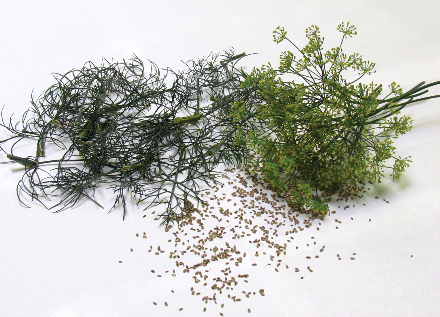 Dill Seeds, Bouquet