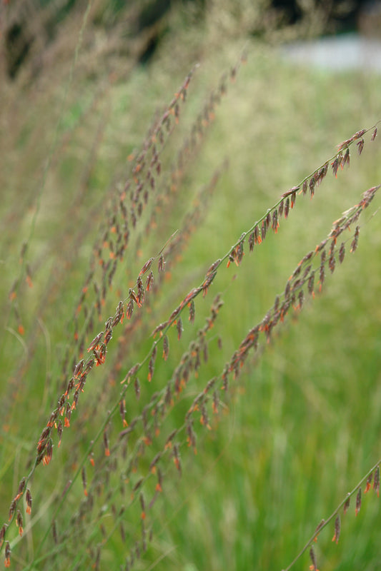 Side Oats Gramma