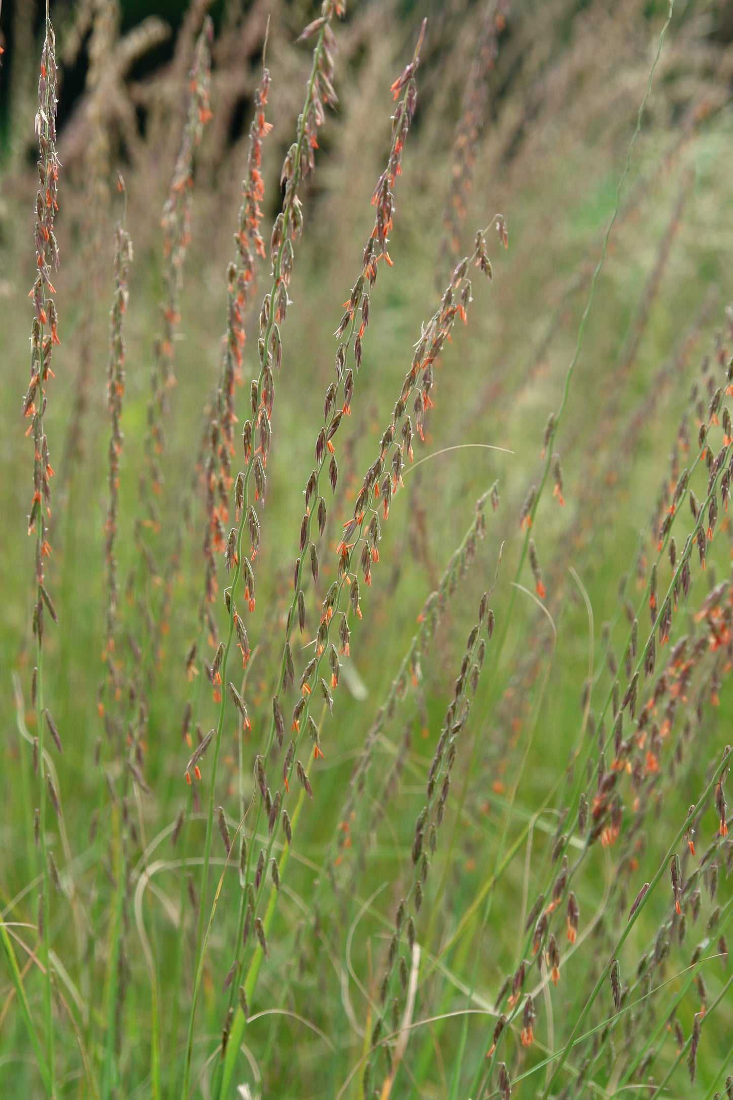 Side Oats Gramma