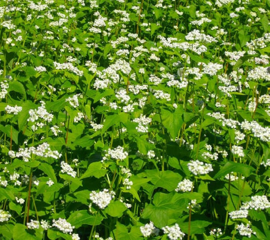 Buckwheat Seeds