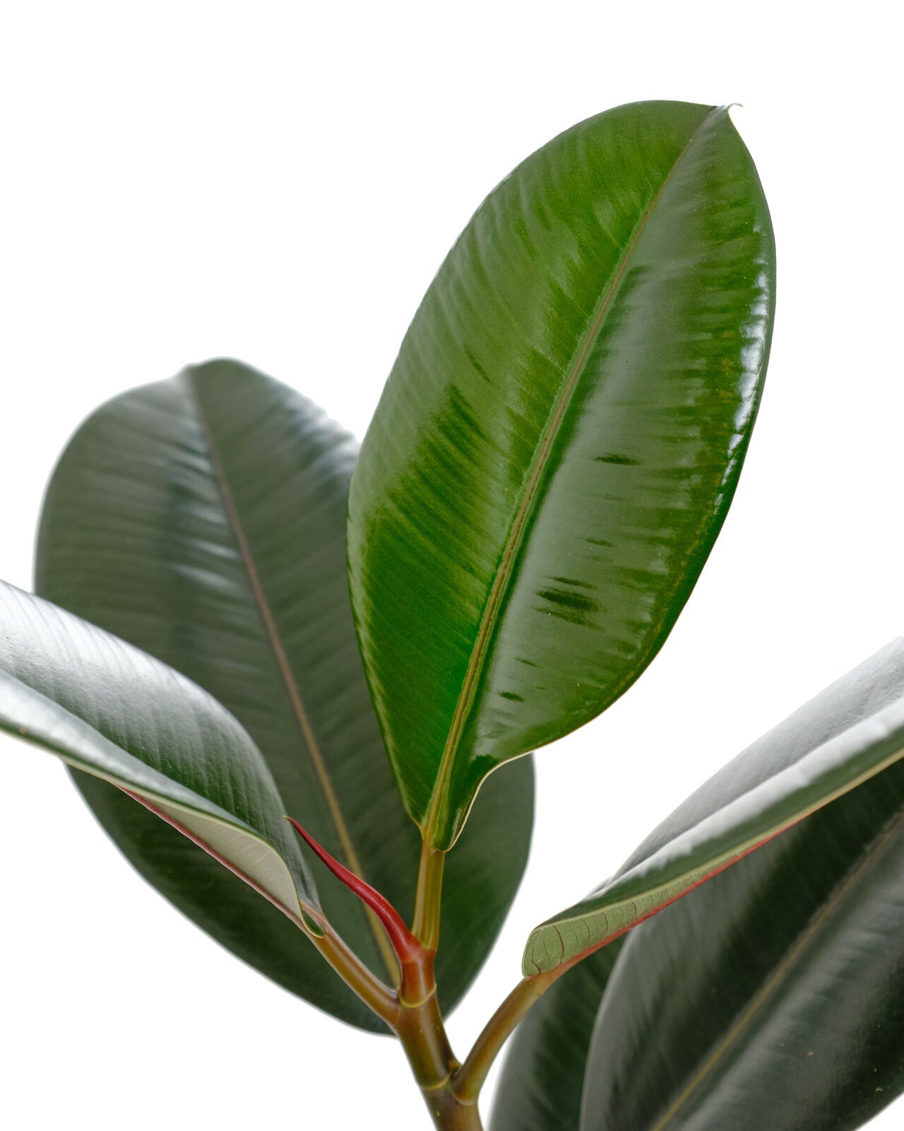 Ficus Elastica 'Burgundy'