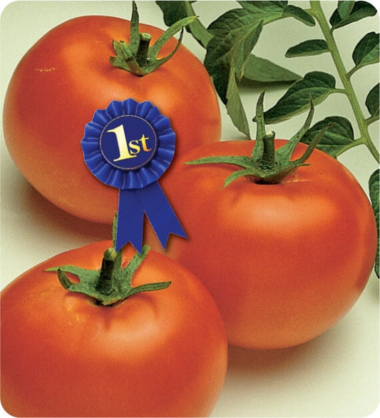 Bush Blue Ribbon Hybrid Tomato Seeds