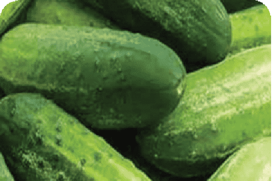 Bush Pickle Hybrid Cucumber Seeds