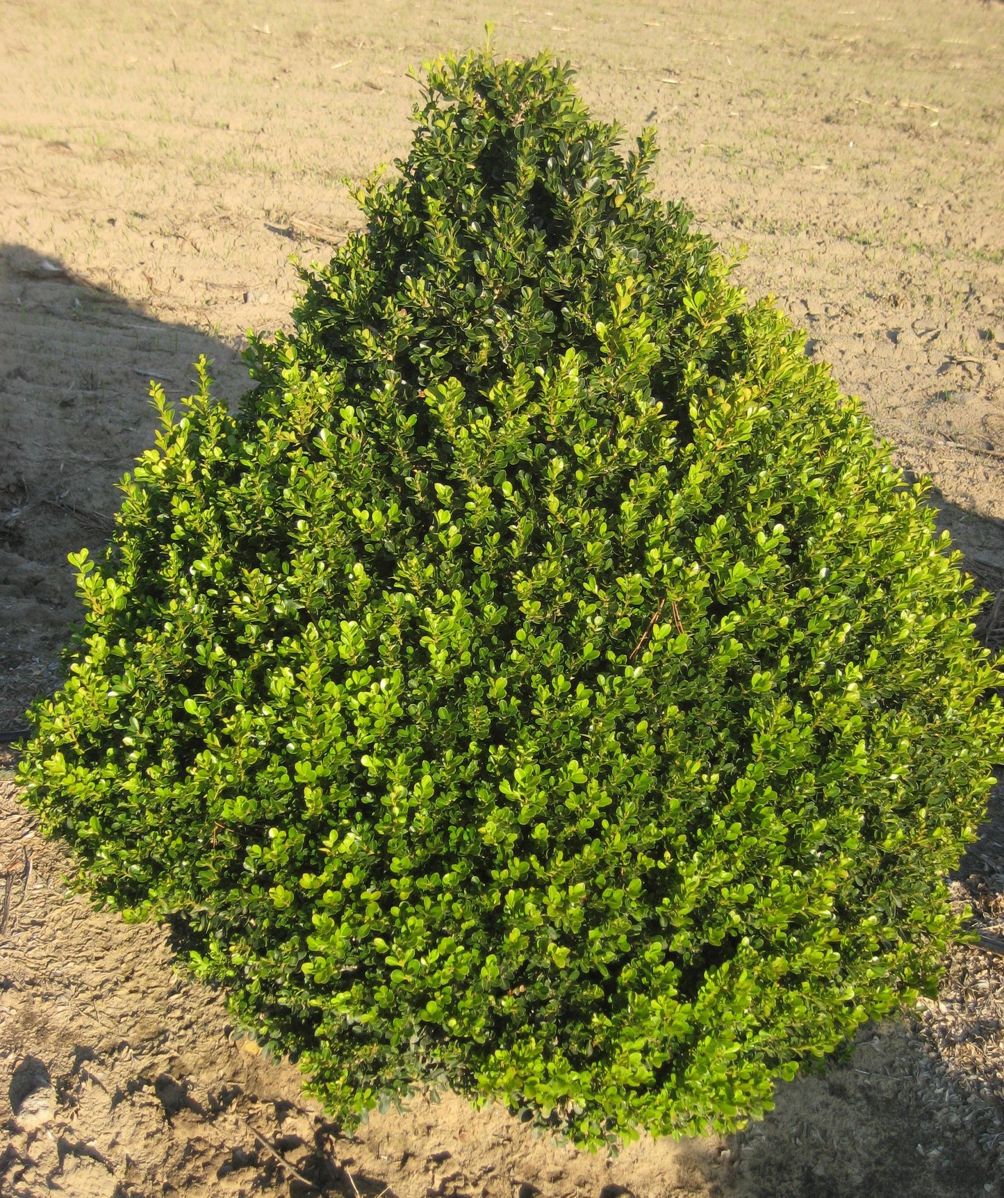 Cranberry Creek Boxwood