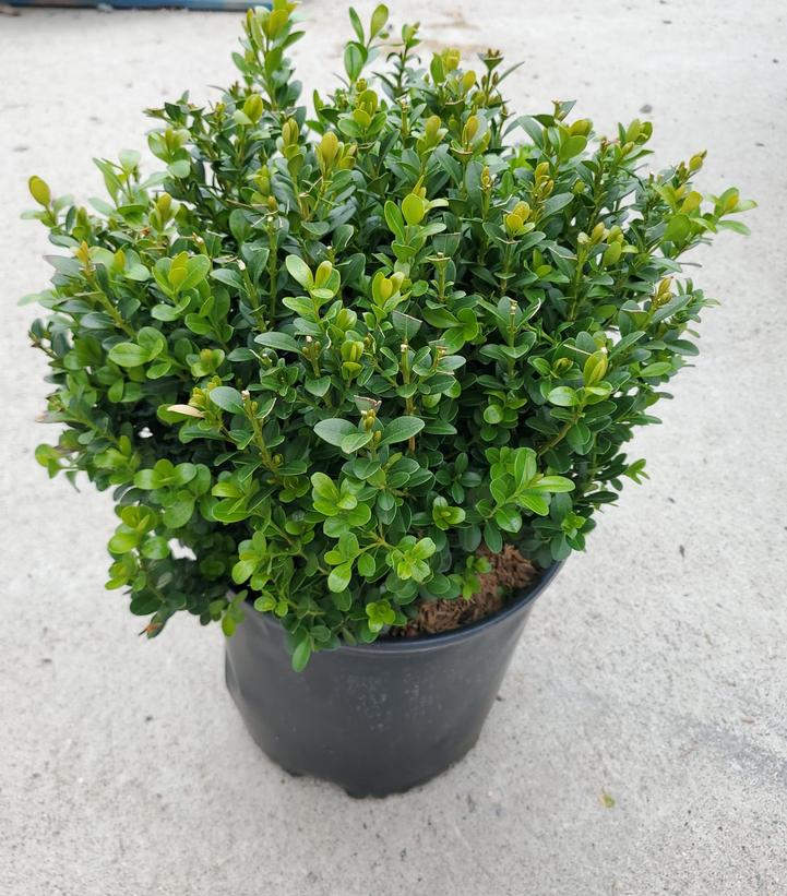 Baby Gem Boxwood