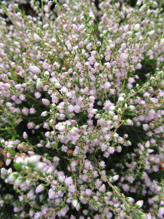 County Wicklow Heather