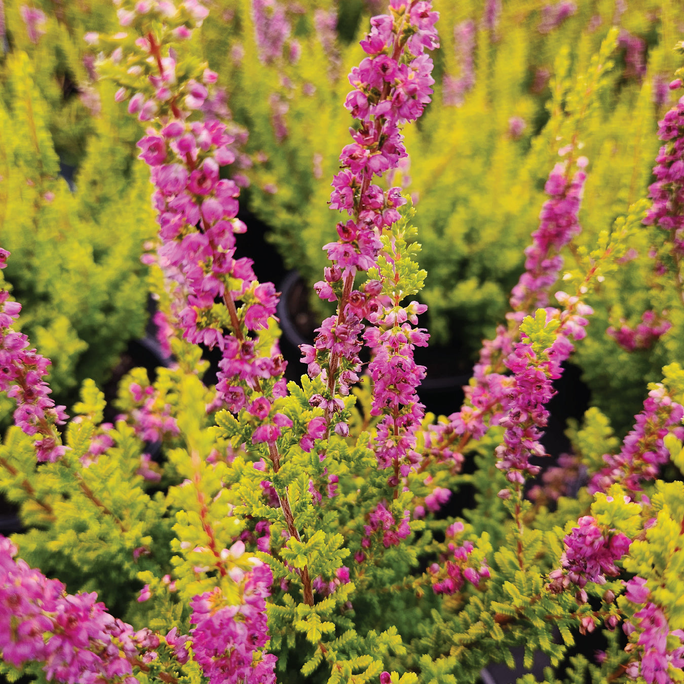 Firefly Heather – Healthy Harvesters