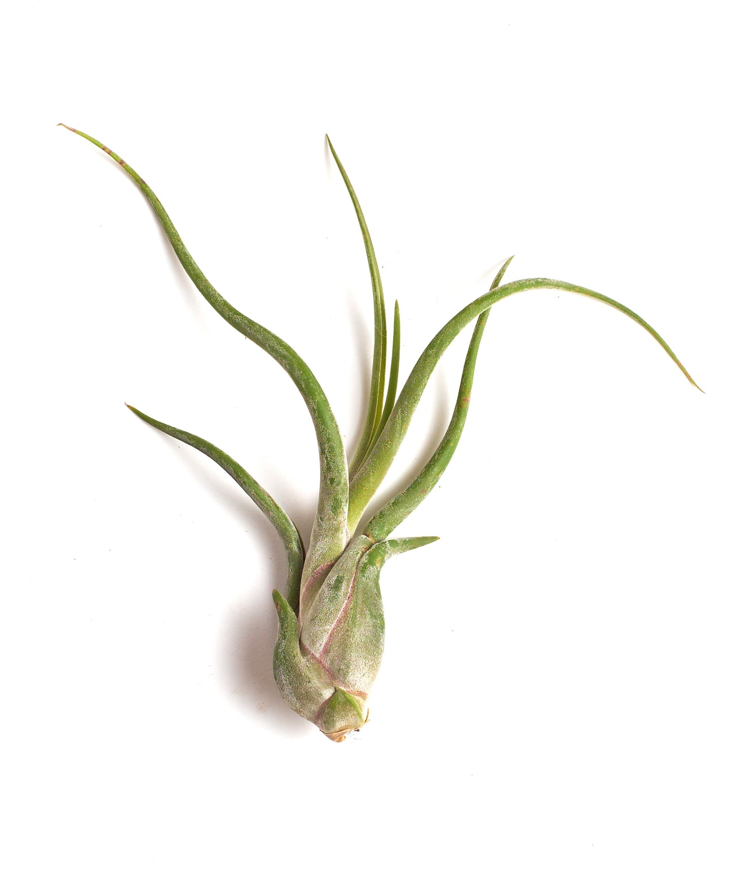 Tillandsia Caput Medusae