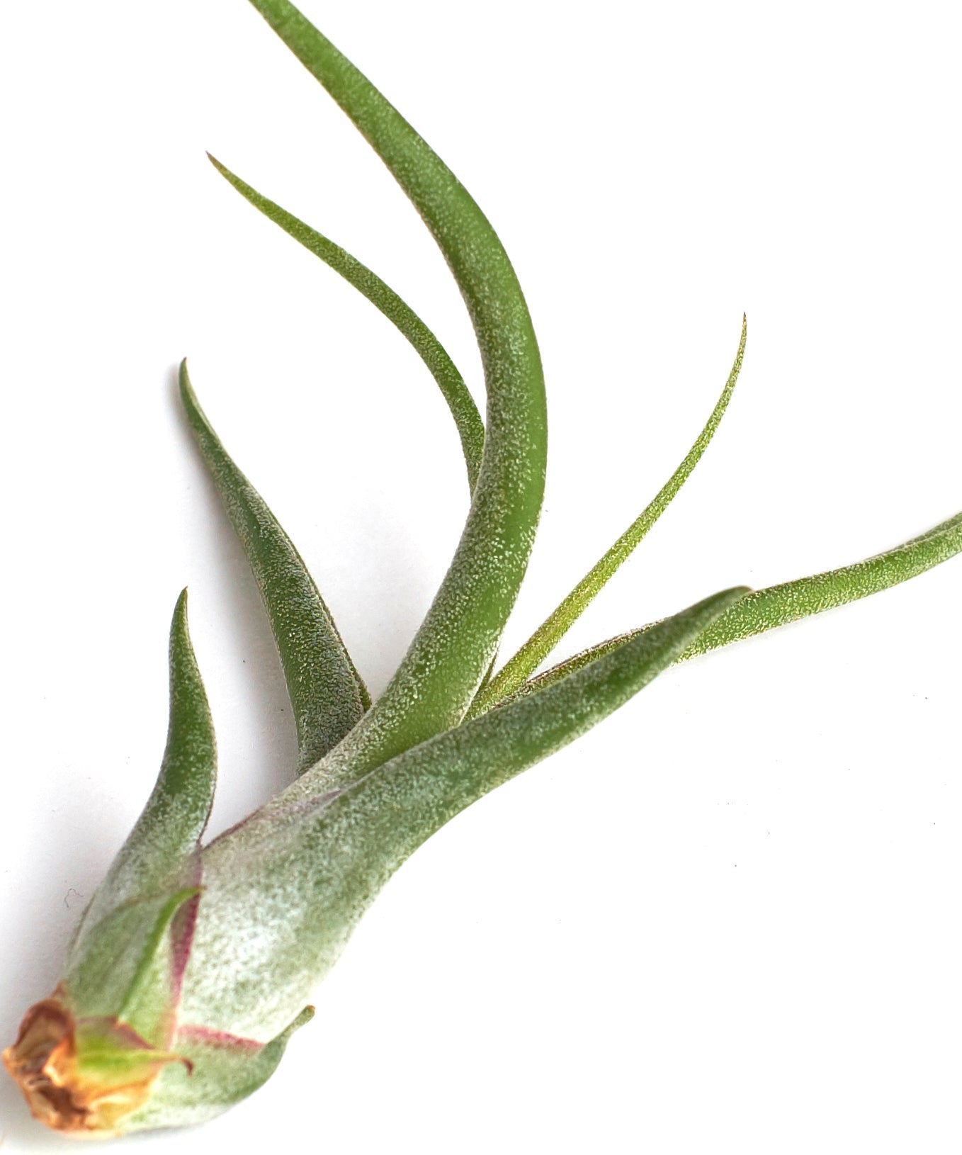 Tillandsia Caput Medusae