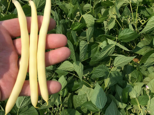 Cherokee Wax Bean Seeds