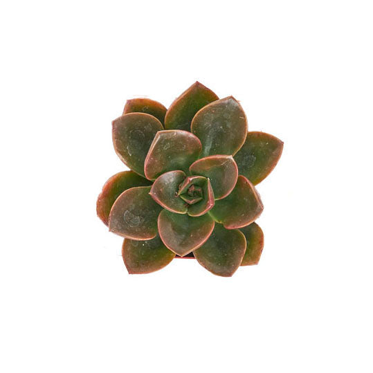 Echeveria Melaco