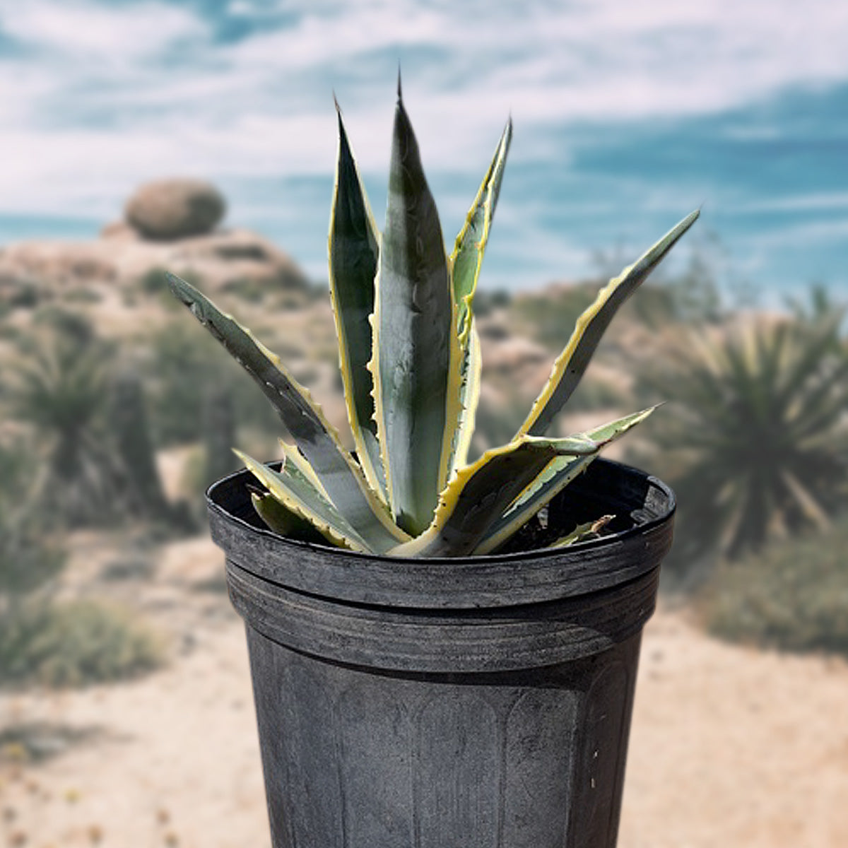 Agave Americana Variegata