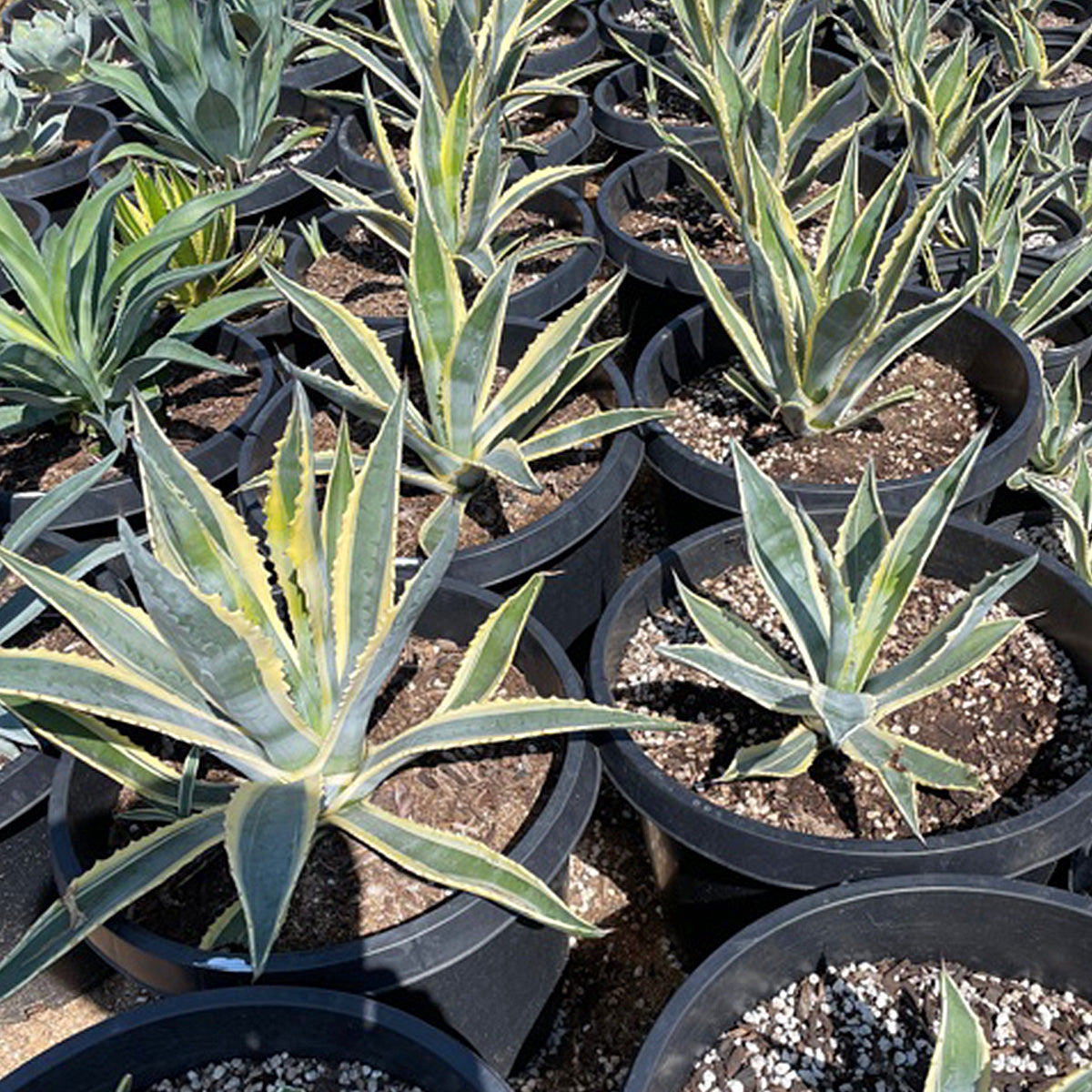 Agave Americana Variegata