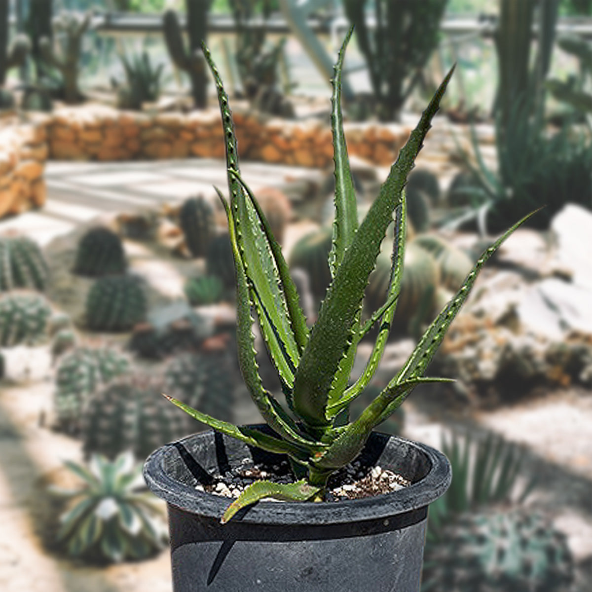 Aloe Cameronii