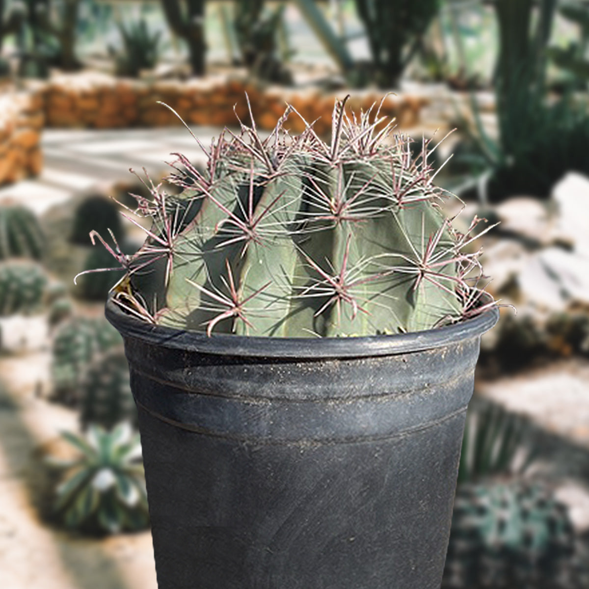 Southwestern Barrel Cactus