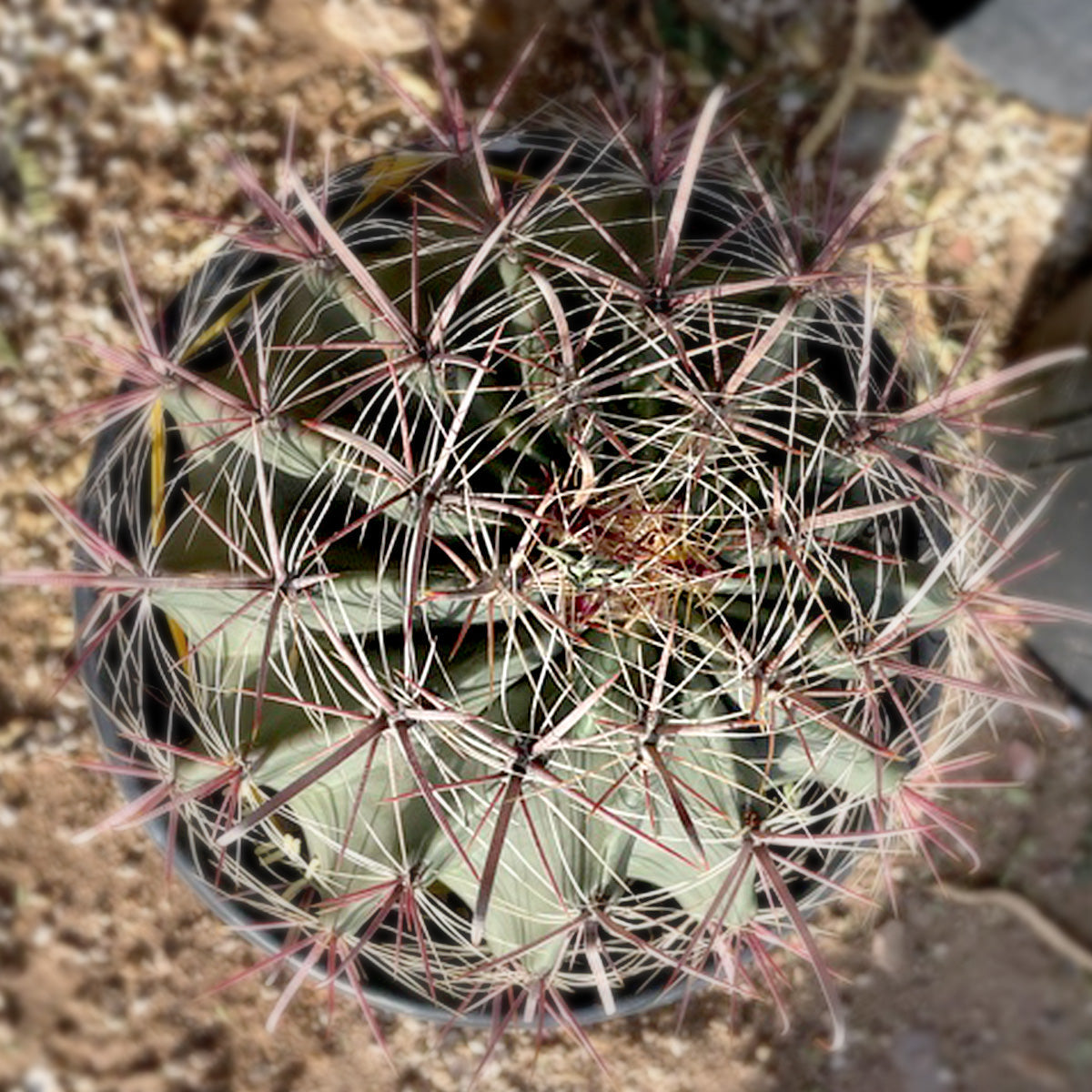 Southwestern Barrel Cactus