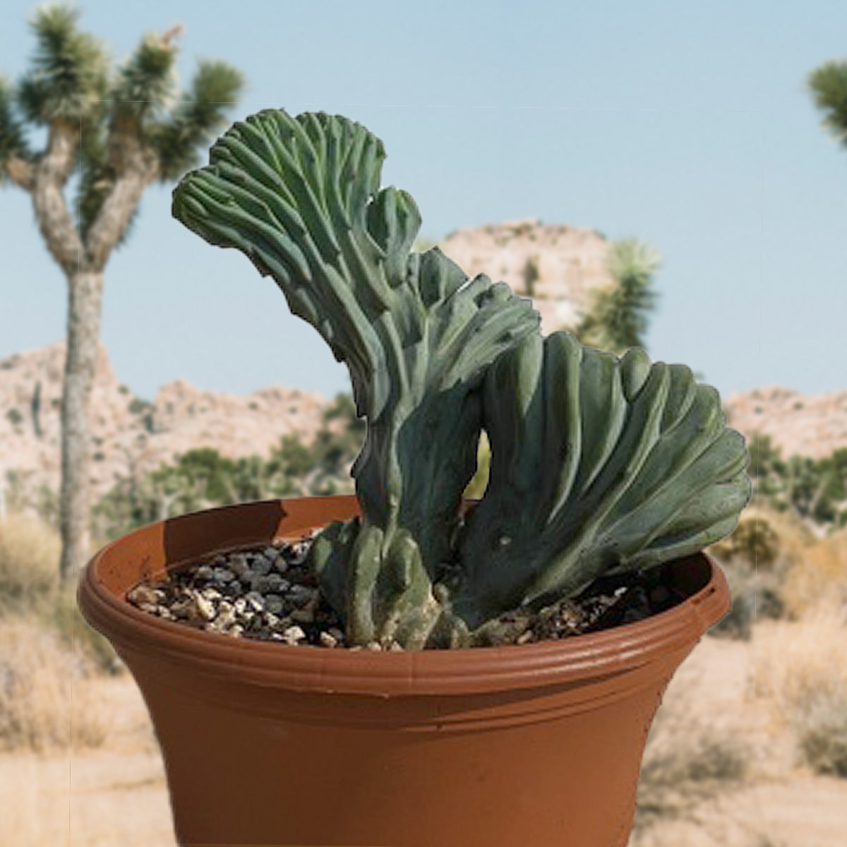 Crested Blue Flame