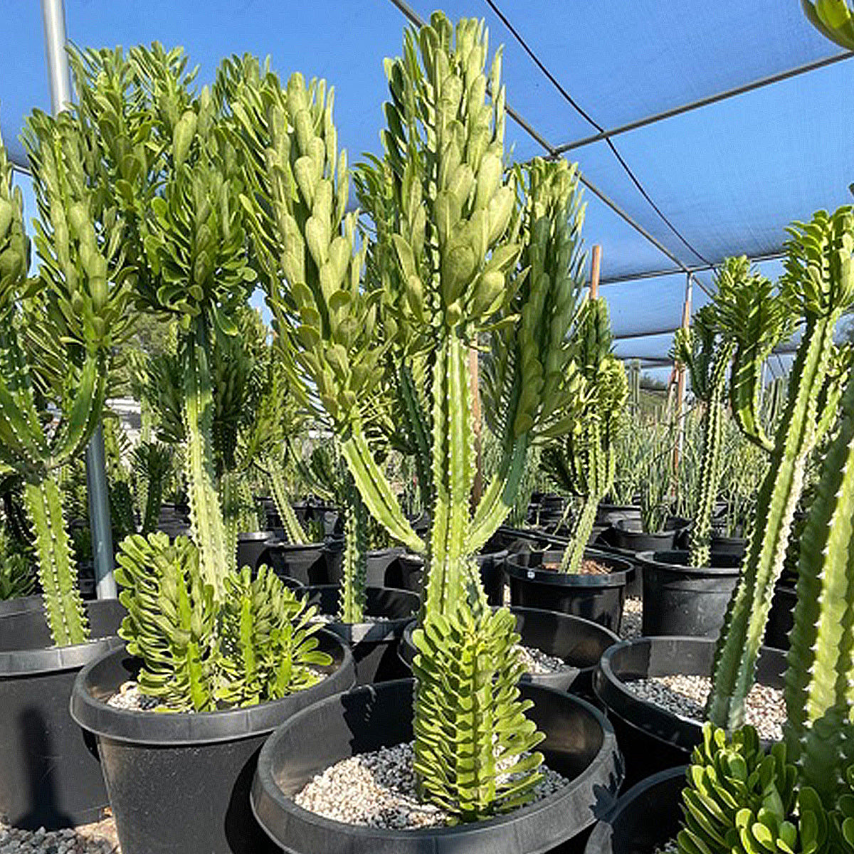 Euphorbia Royaleana