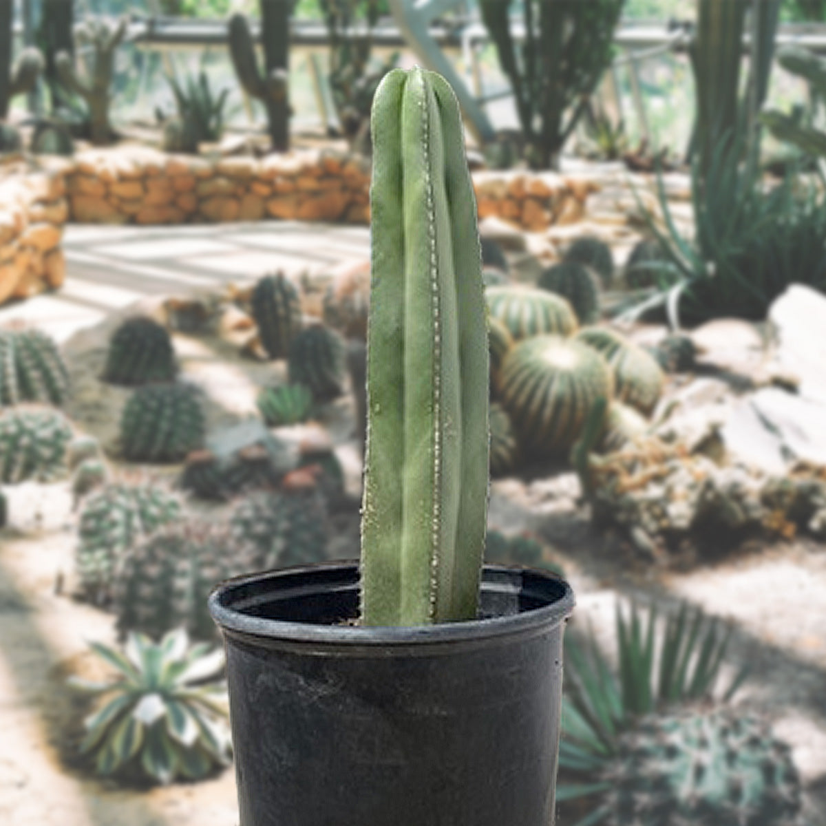 Mexican Fence Post Cactus