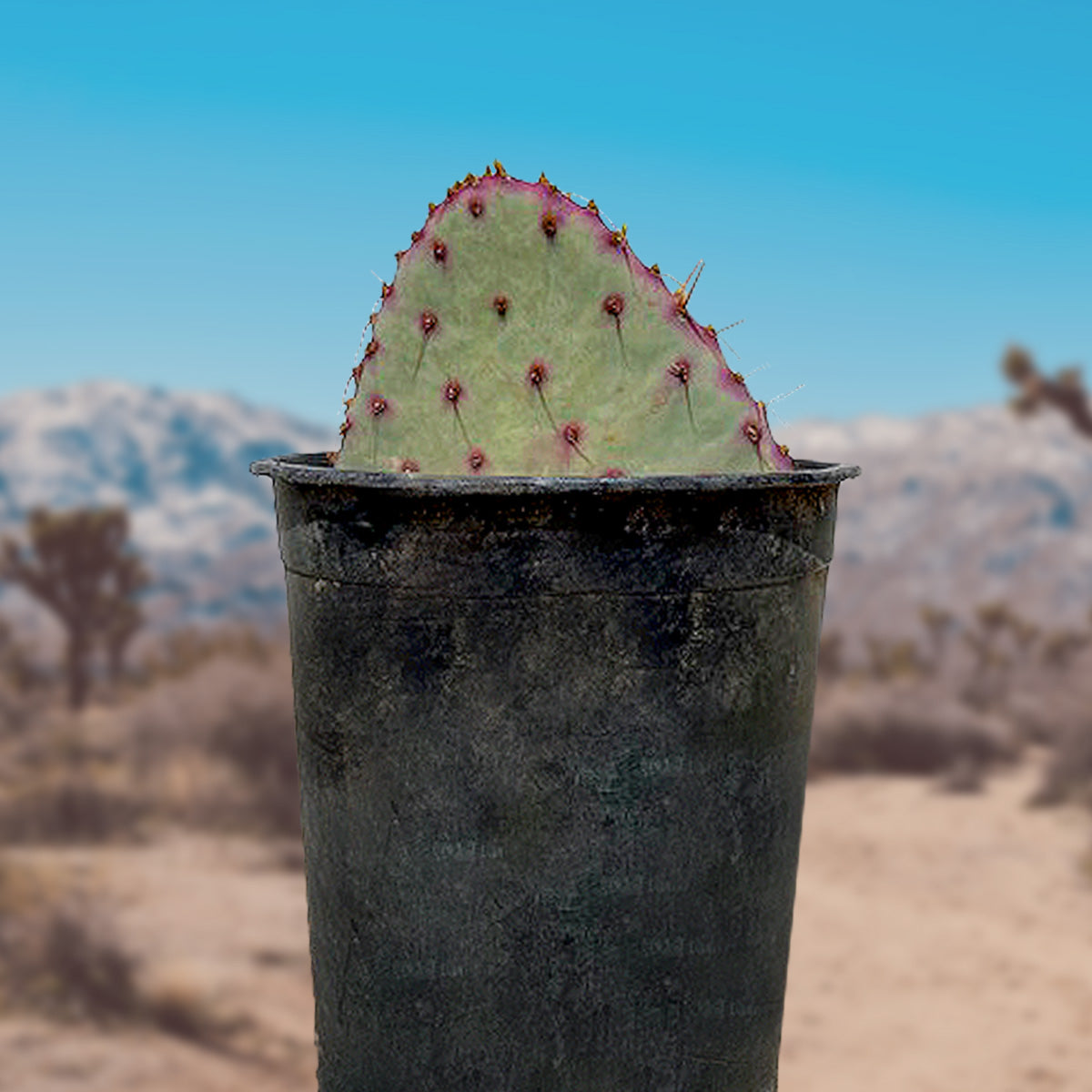 Santa Rita Prickly Pear